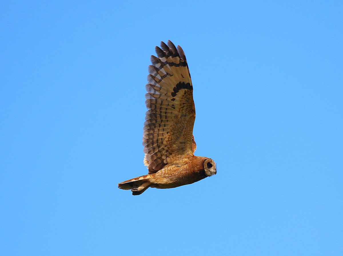 Marsh Owl - ML639879230