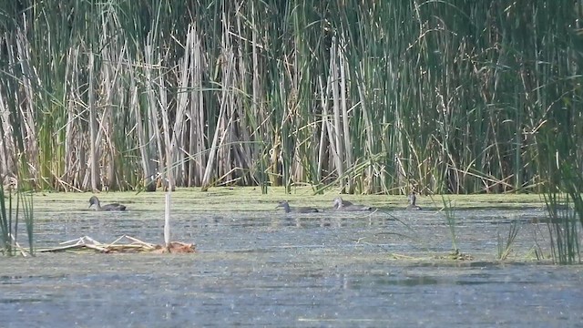 American Coot - ML639879249