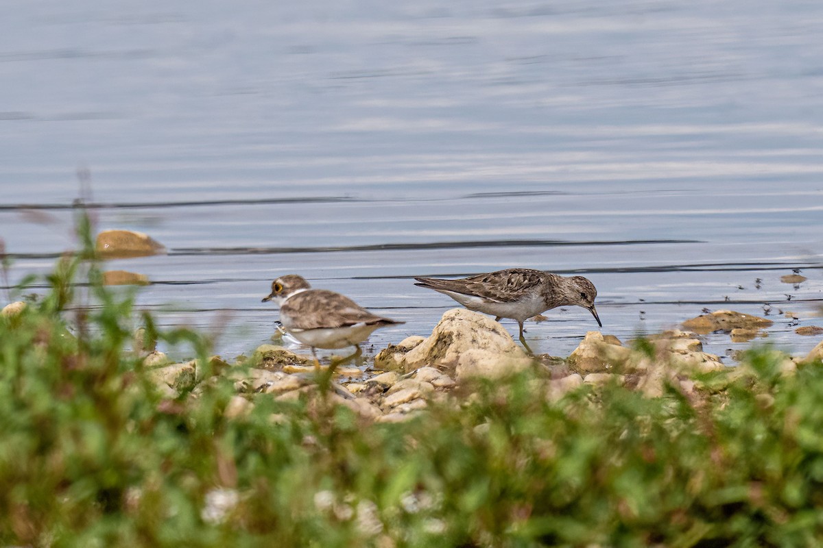 Temminck's Stint - ML639879273