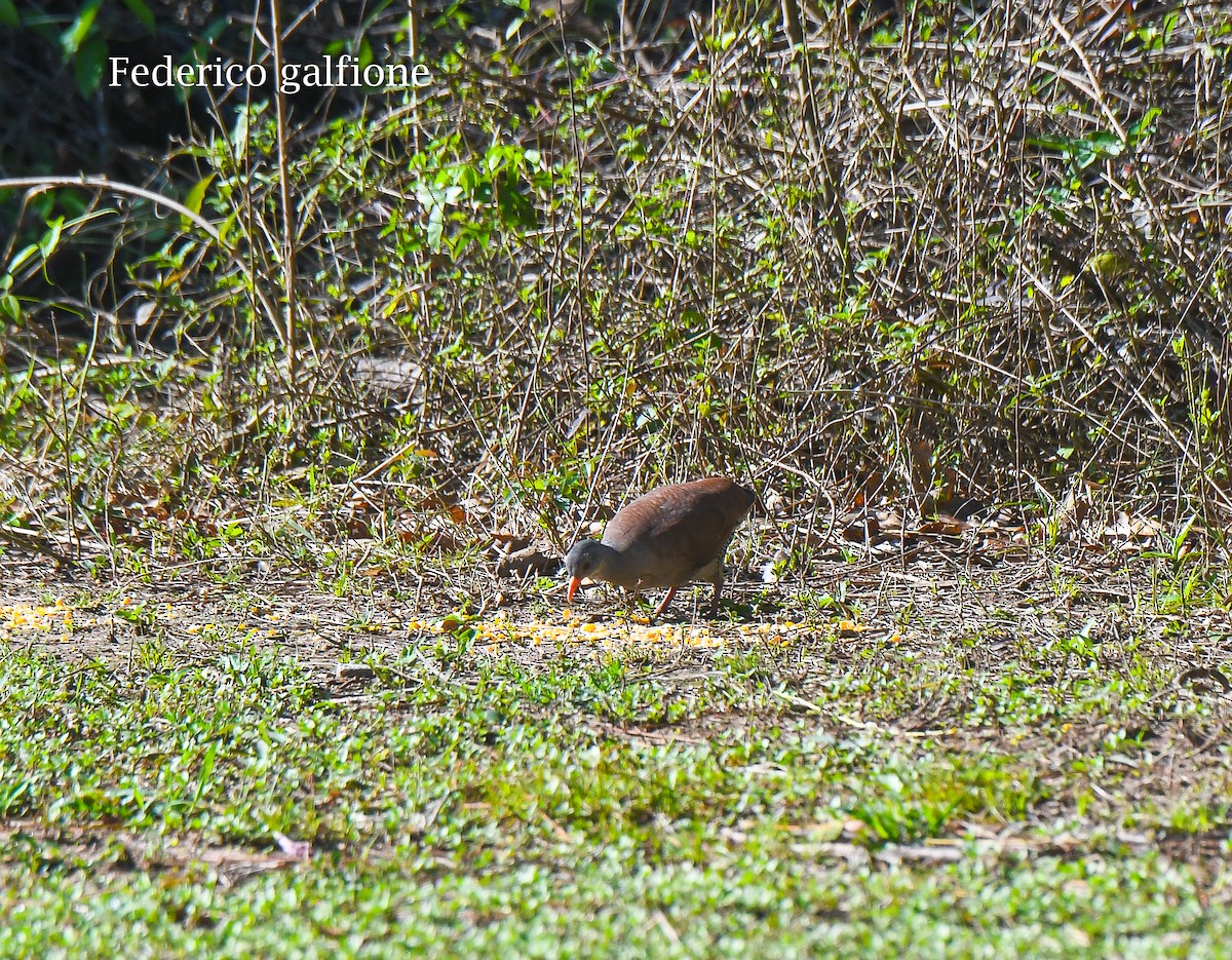 Tataupa Tinamou - ML639879385