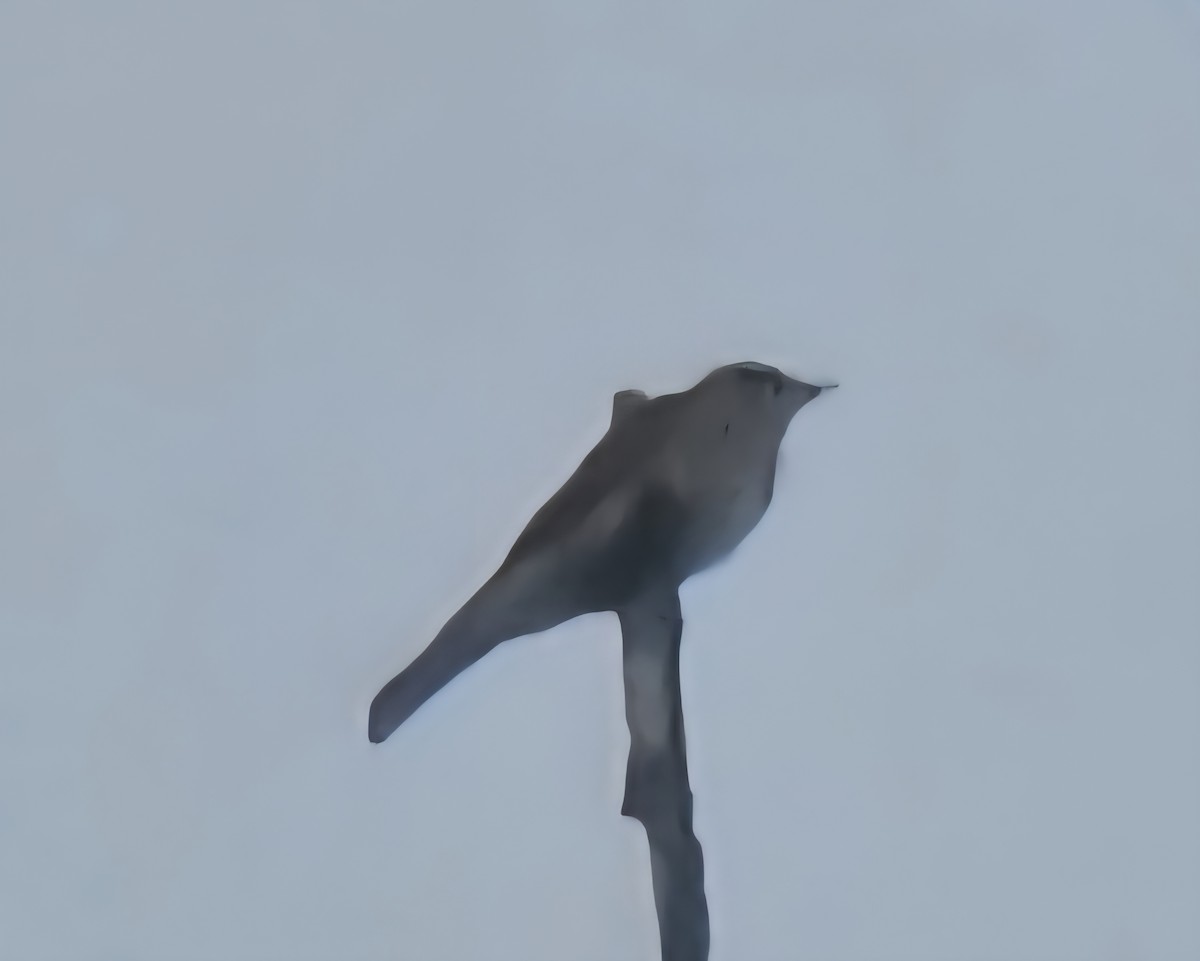 Empidonax sp. - ML639879425