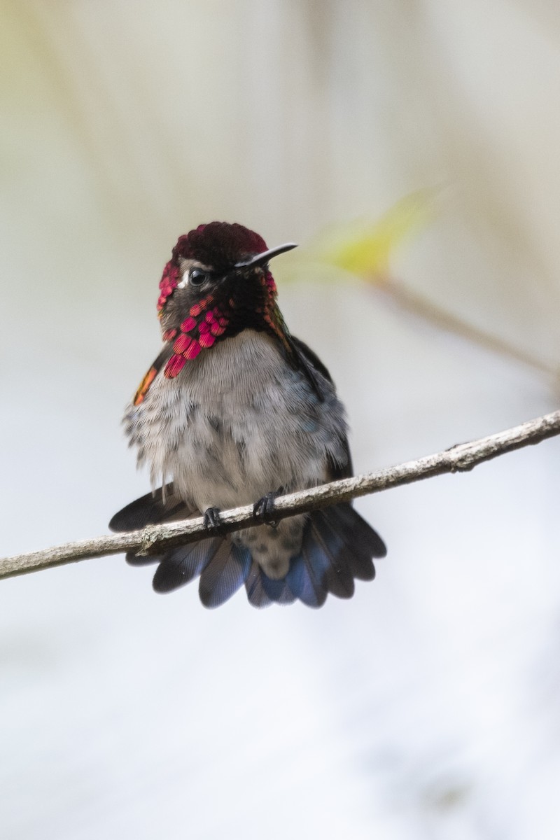 Bee Hummingbird - ML639879450