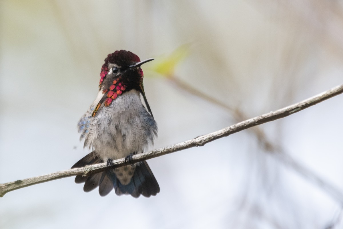 Bee Hummingbird - ML639879451