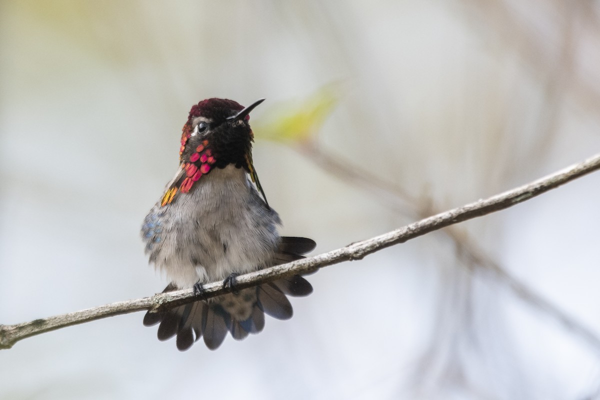 Bee Hummingbird - ML639879452