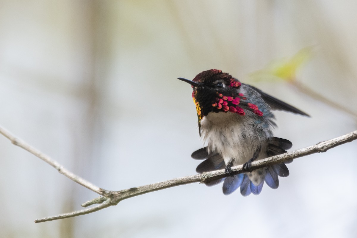 Bee Hummingbird - ML639879453