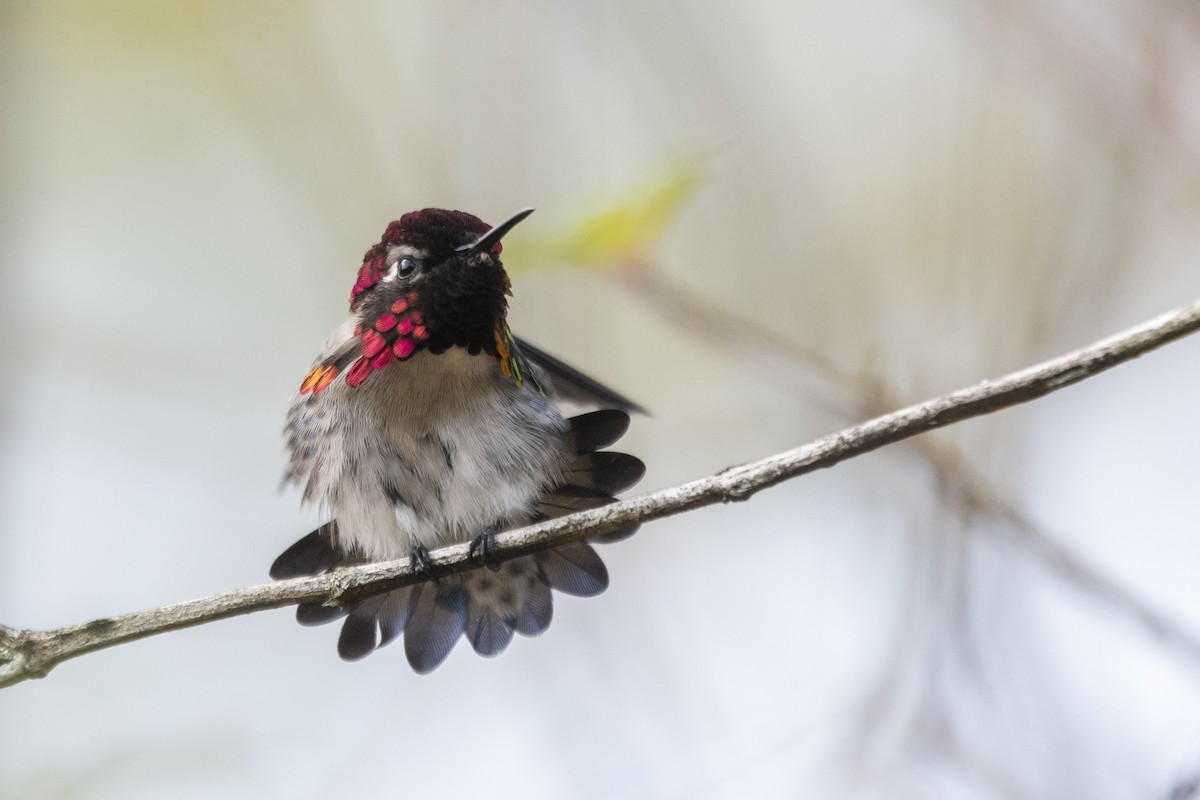 Bee Hummingbird - ML639879455