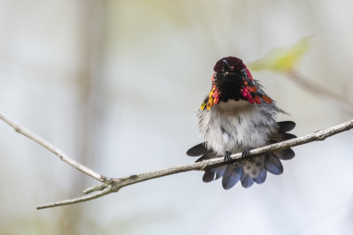 Bee Hummingbird - ML639879456