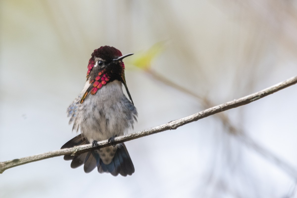 Bee Hummingbird - ML639879457