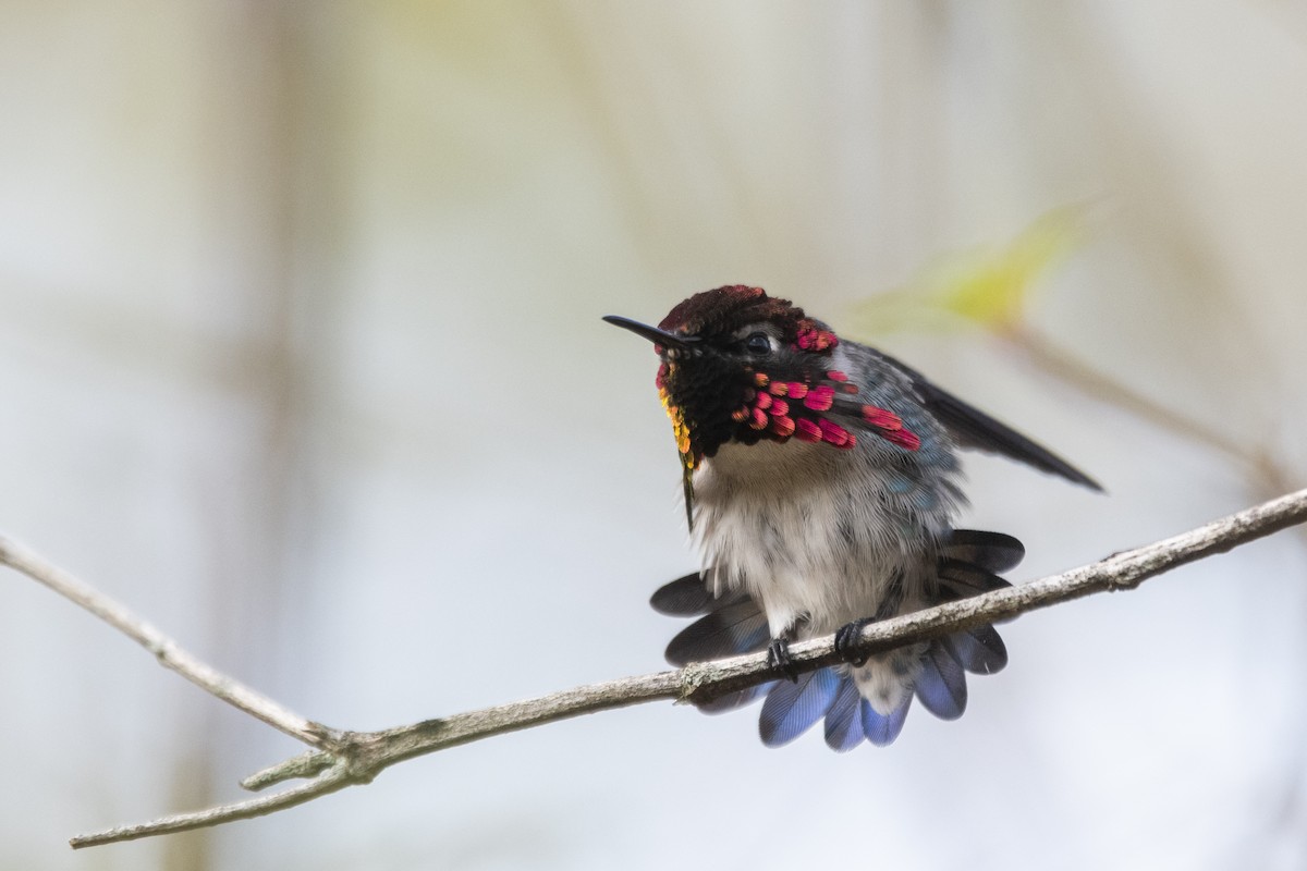 Bee Hummingbird - ML639879458