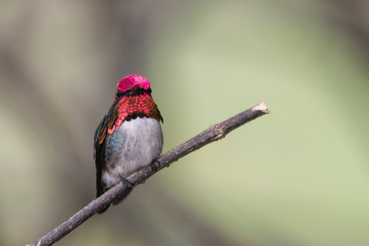 Bee Hummingbird - ML639879459