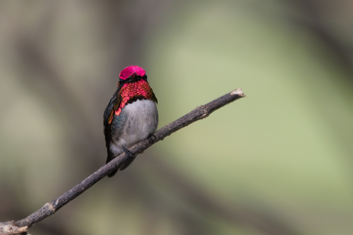 Bee Hummingbird - ML639879460