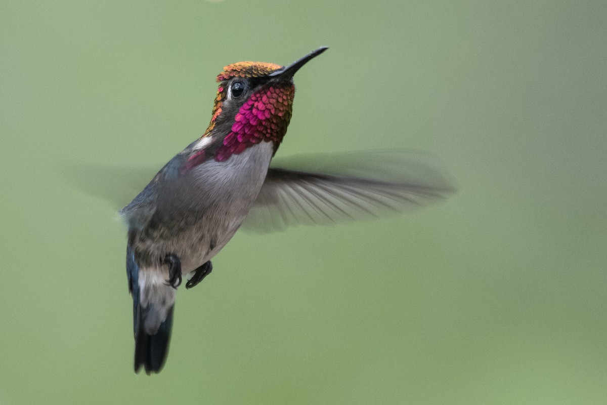 Bee Hummingbird - ML639879461