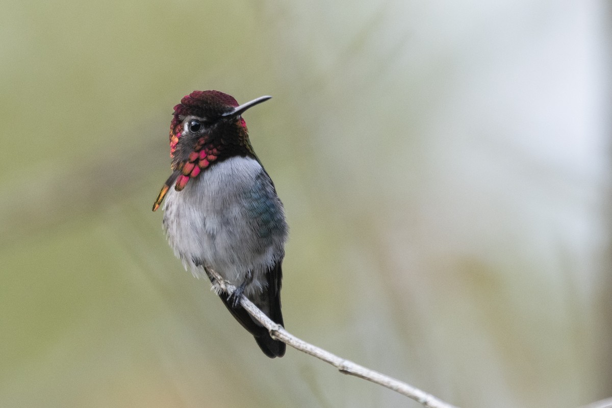 Bee Hummingbird - ML639879462