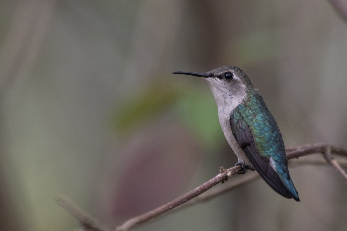 Bee Hummingbird - ML639879463