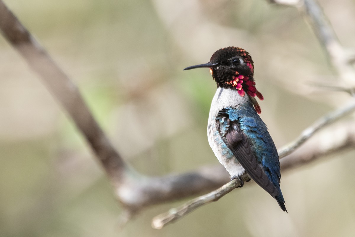 Bee Hummingbird - ML639879464