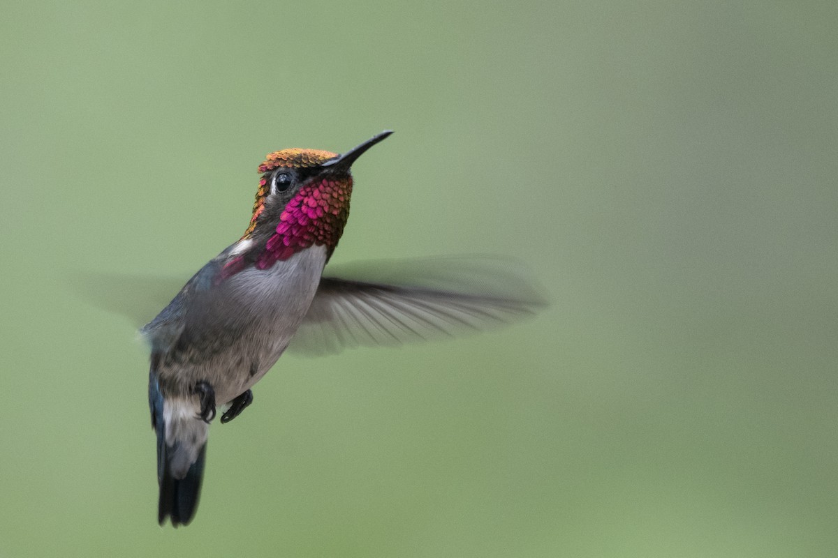 Bee Hummingbird - ML639879466