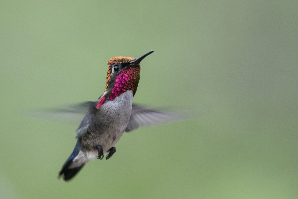 Bee Hummingbird - ML639879467