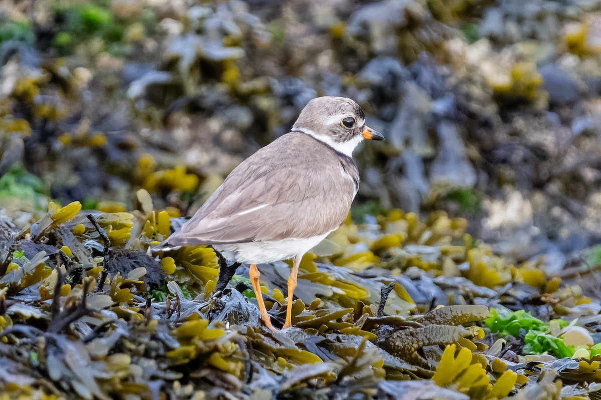 Semipalmated Plover - ML639879508