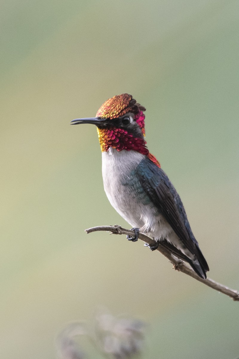 Bee Hummingbird - ML639879510