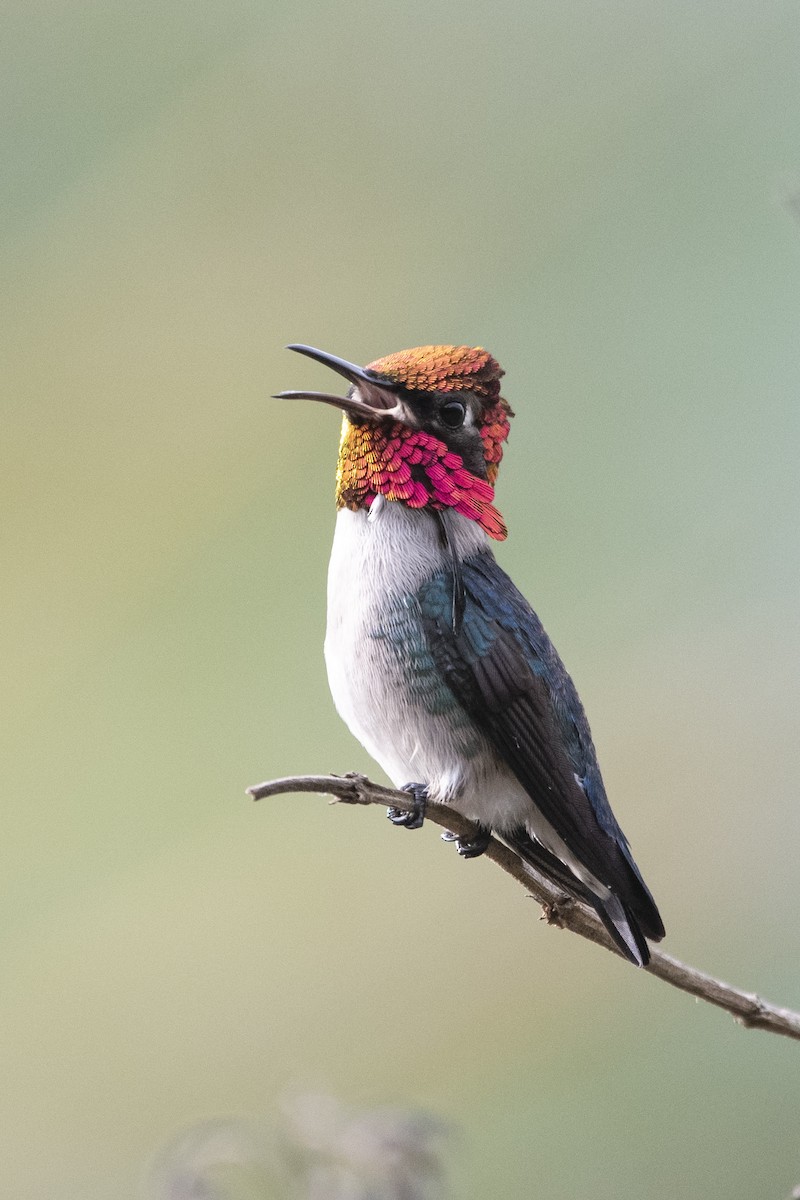 Bee Hummingbird - ML639879512