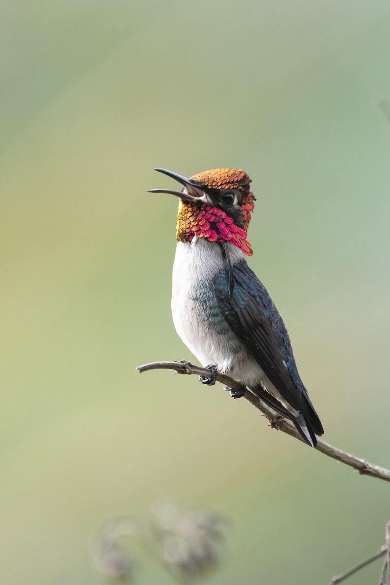 Bee Hummingbird - ML639879513