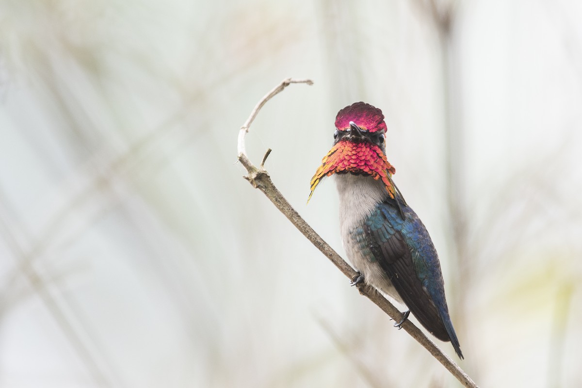 Bee Hummingbird - ML639879515