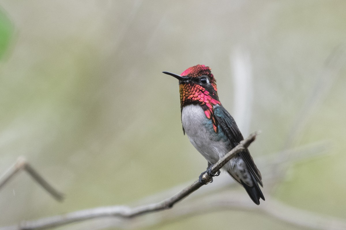Bee Hummingbird - ML639879516