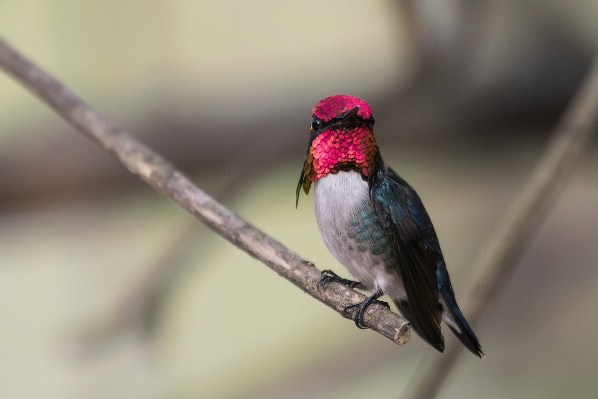 Bee Hummingbird - ML639879517