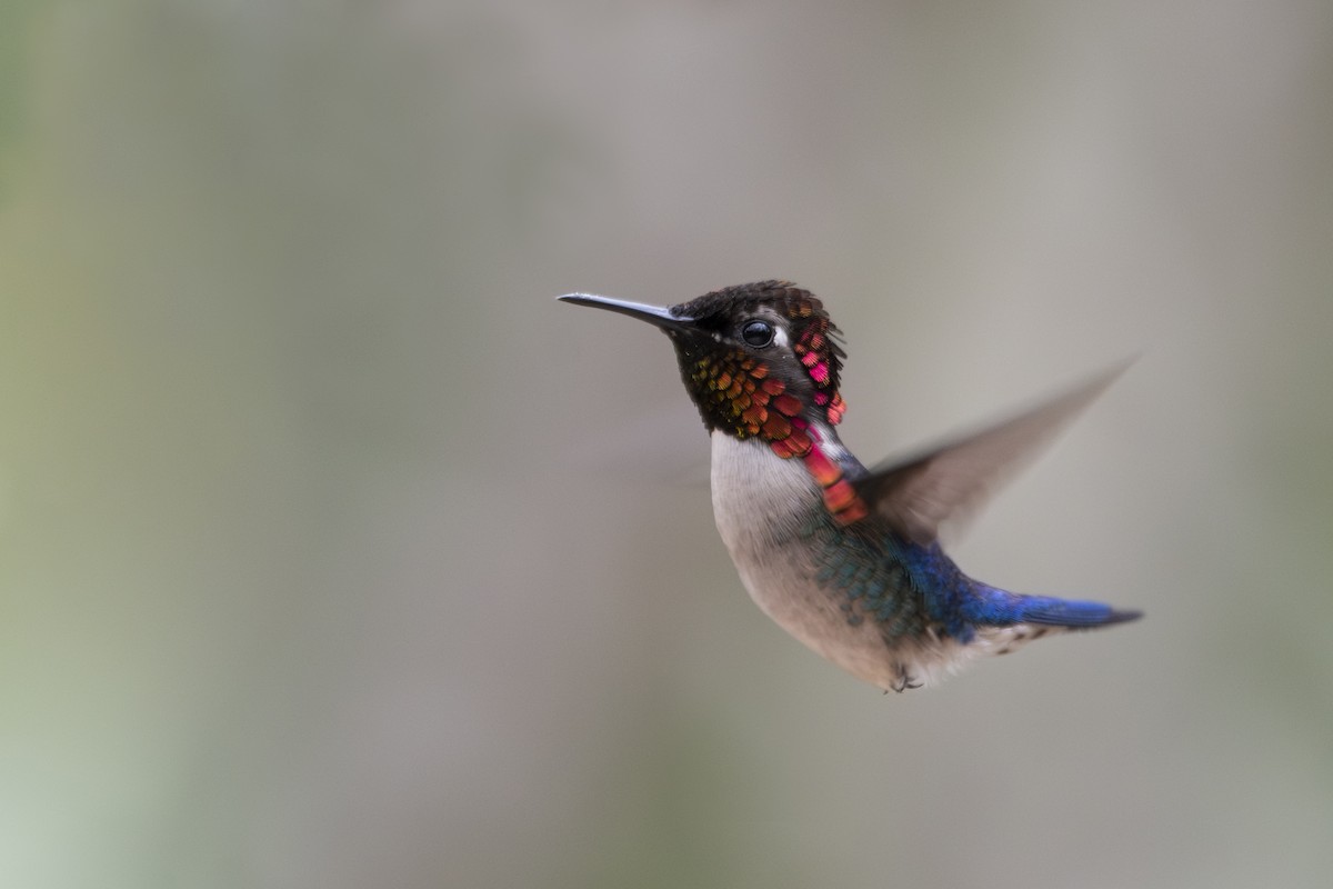 Bee Hummingbird - ML639879519