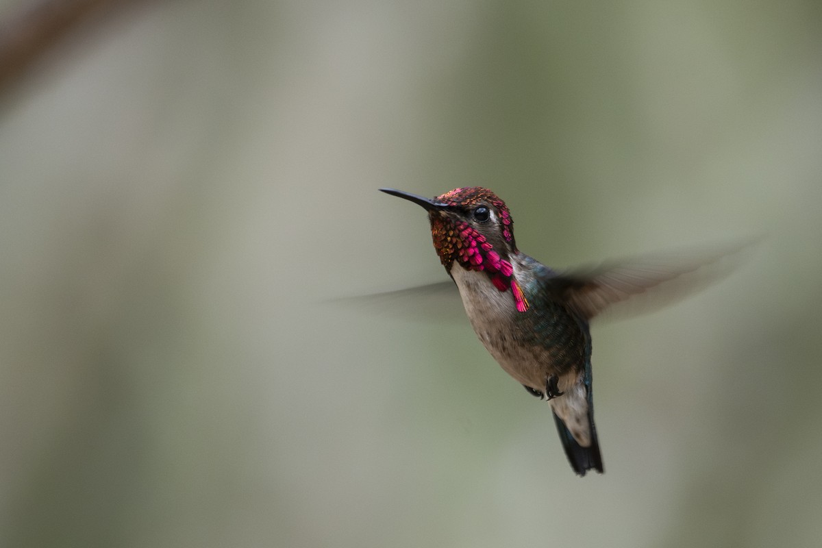 Bee Hummingbird - ML639879520
