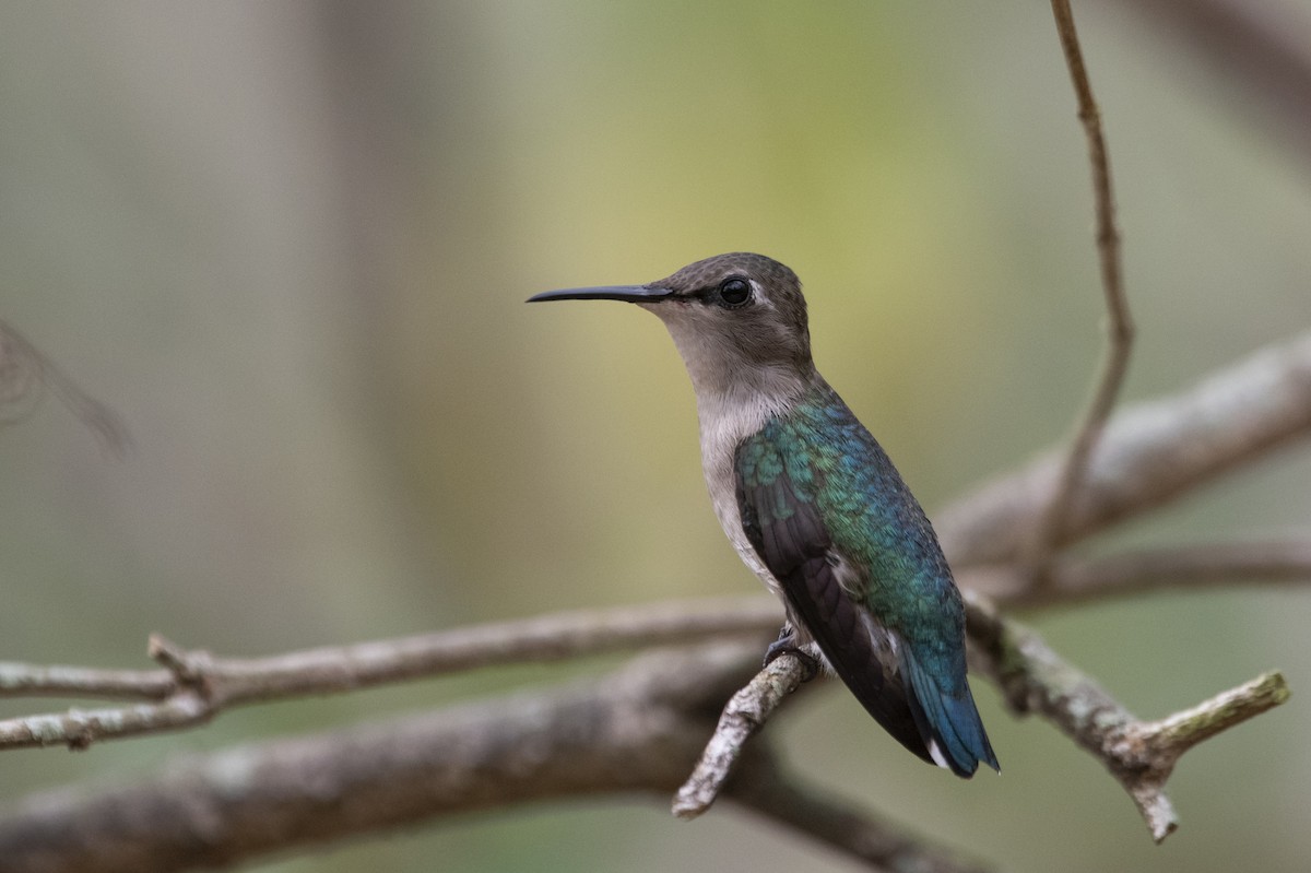 Bee Hummingbird - ML639879521