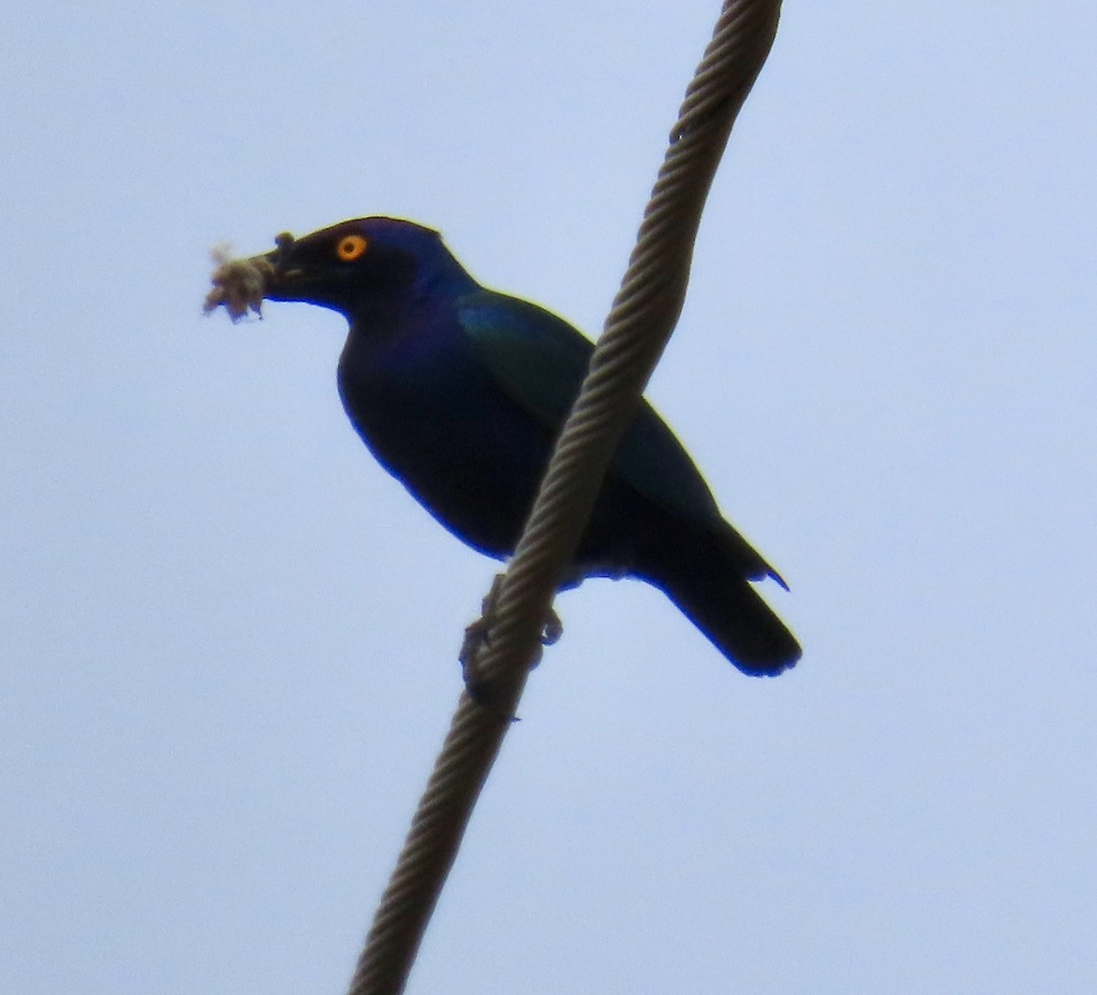 Purple Starling - ML639879531