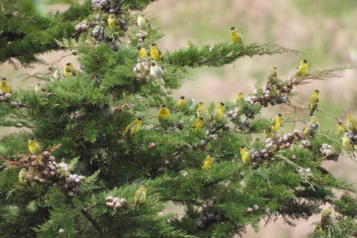 Andean Siskin - ML639879535