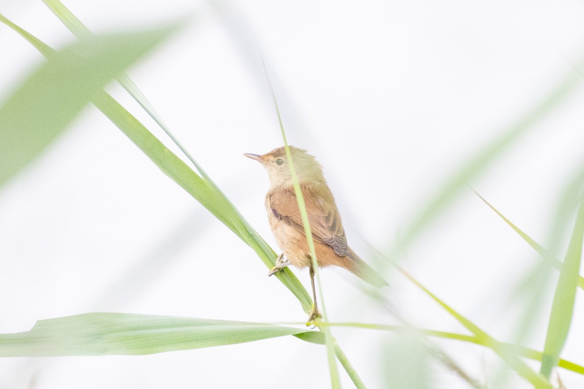 Common Reed Warbler (Common) - ML639879603