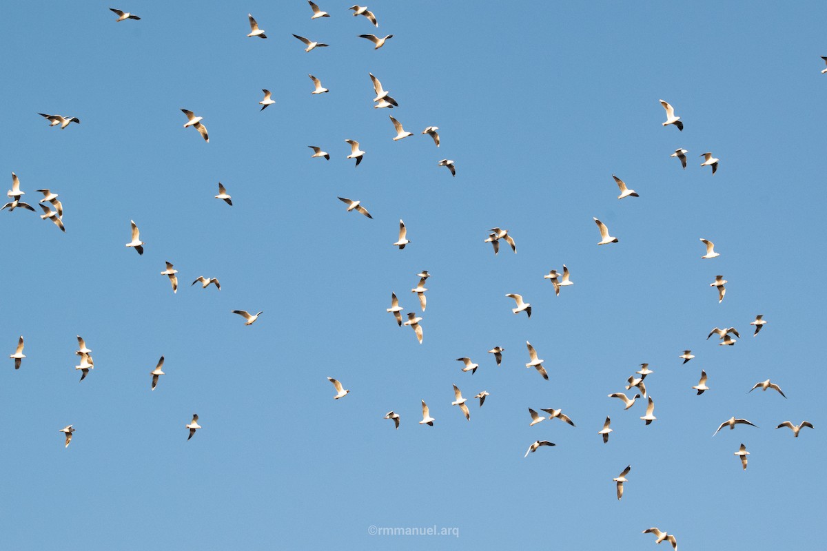 Andean Gull - ML639879615