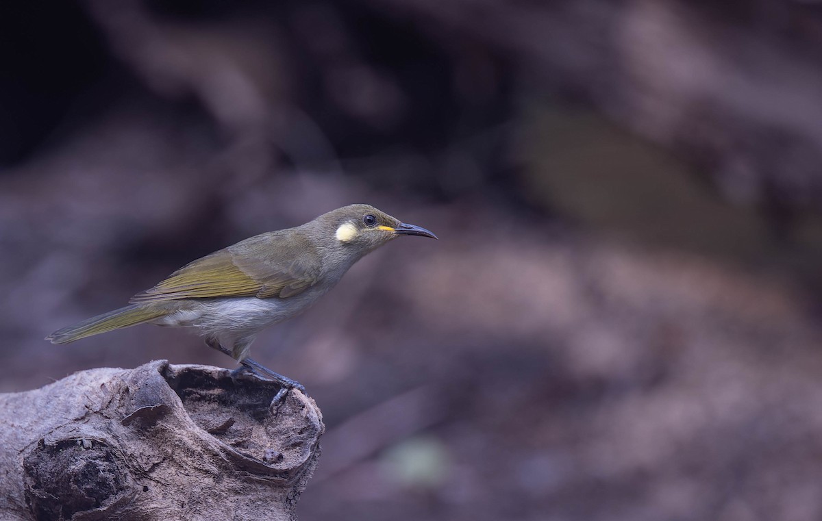 Graceful Honeyeater - ML639879620