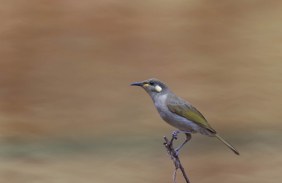 Graceful Honeyeater - ML639879621