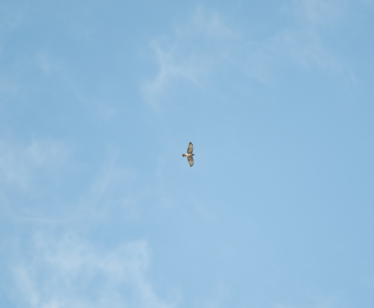 ハネビロノスリ - ML639879658