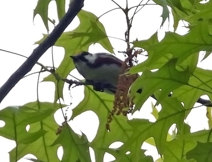 Chestnut-sided Warbler - Patricia Rettig