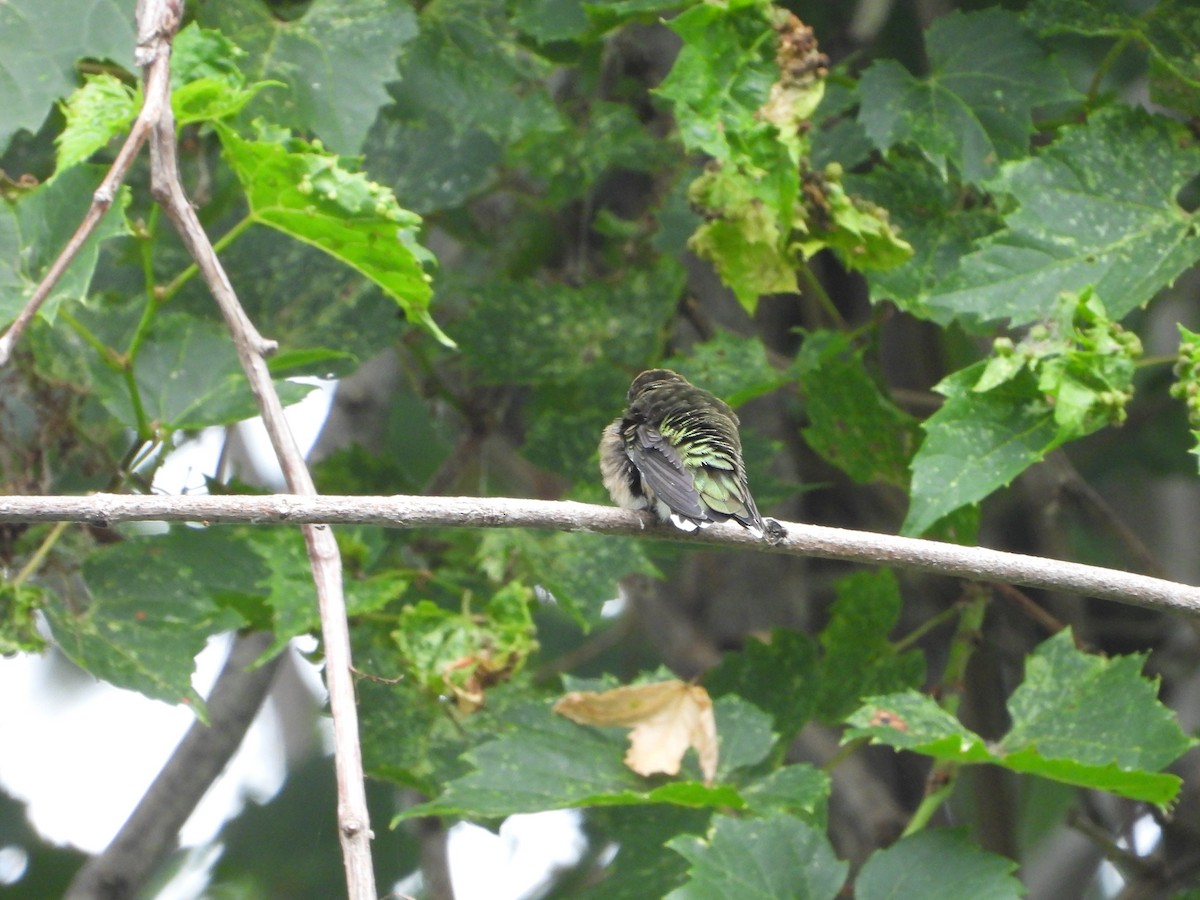 Ruby-throated Hummingbird - valerie pelchat