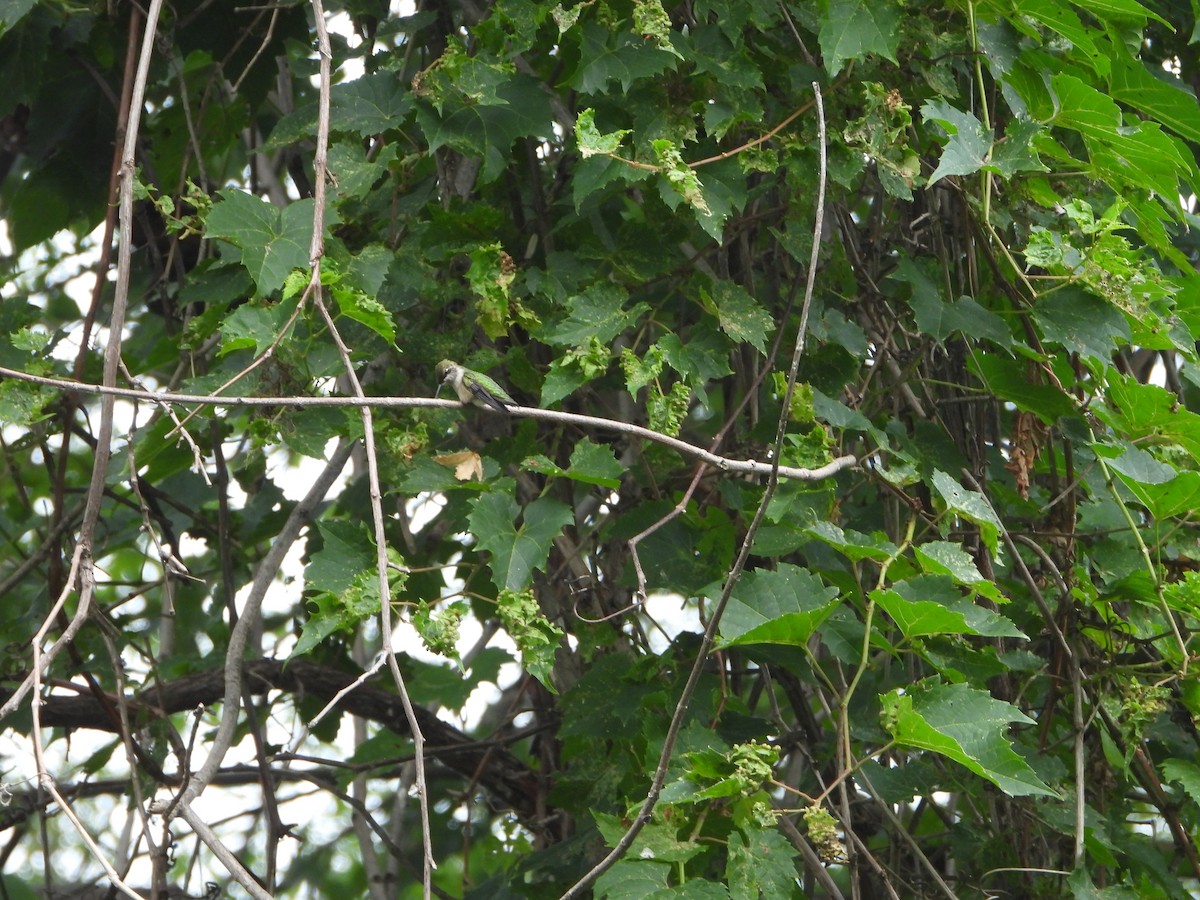 Ruby-throated Hummingbird - valerie pelchat