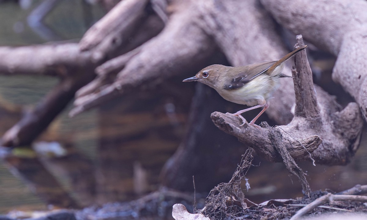 Tropical Scrubwren - ML639879667