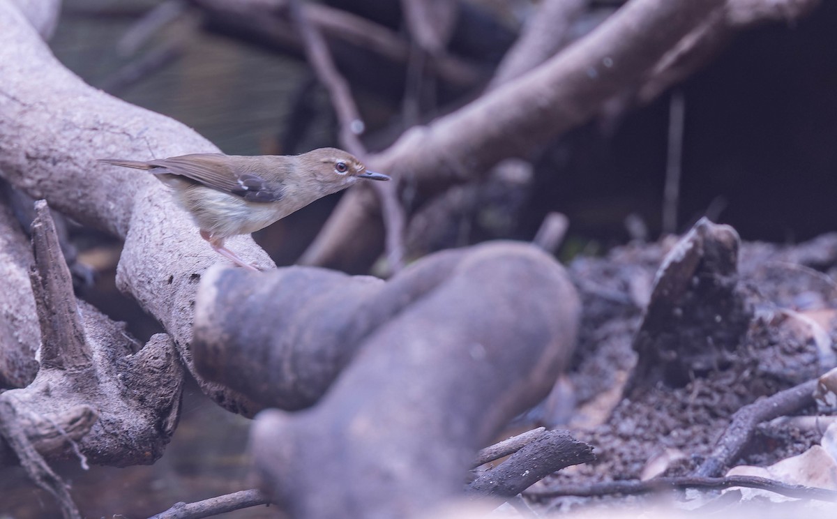 Tropical Scrubwren - ML639879669