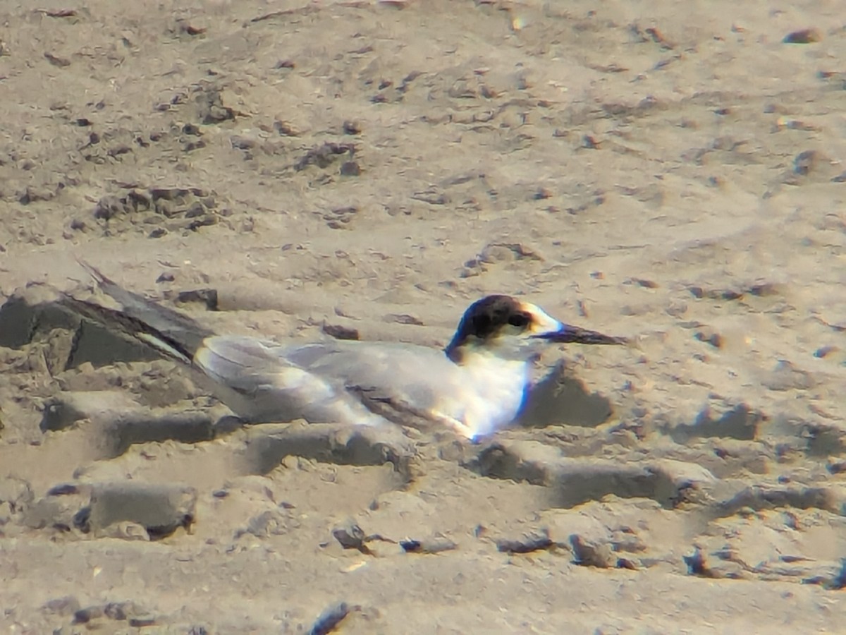 Common Tern - ML639879686