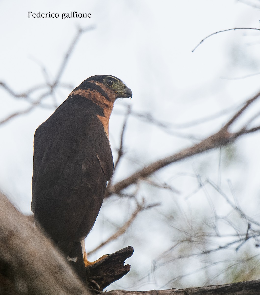 Collared Forest-Falcon - ML639879723