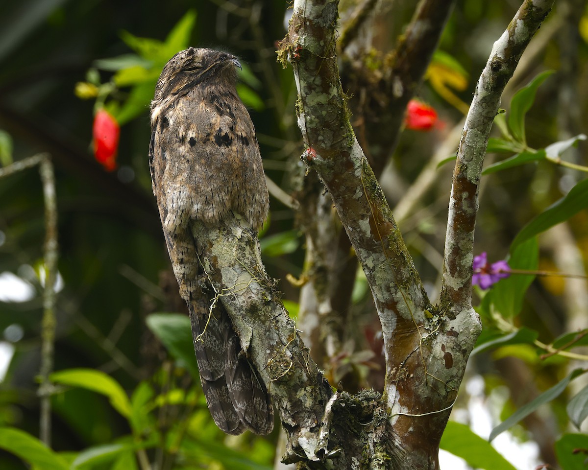 Common Potoo - ML639879805