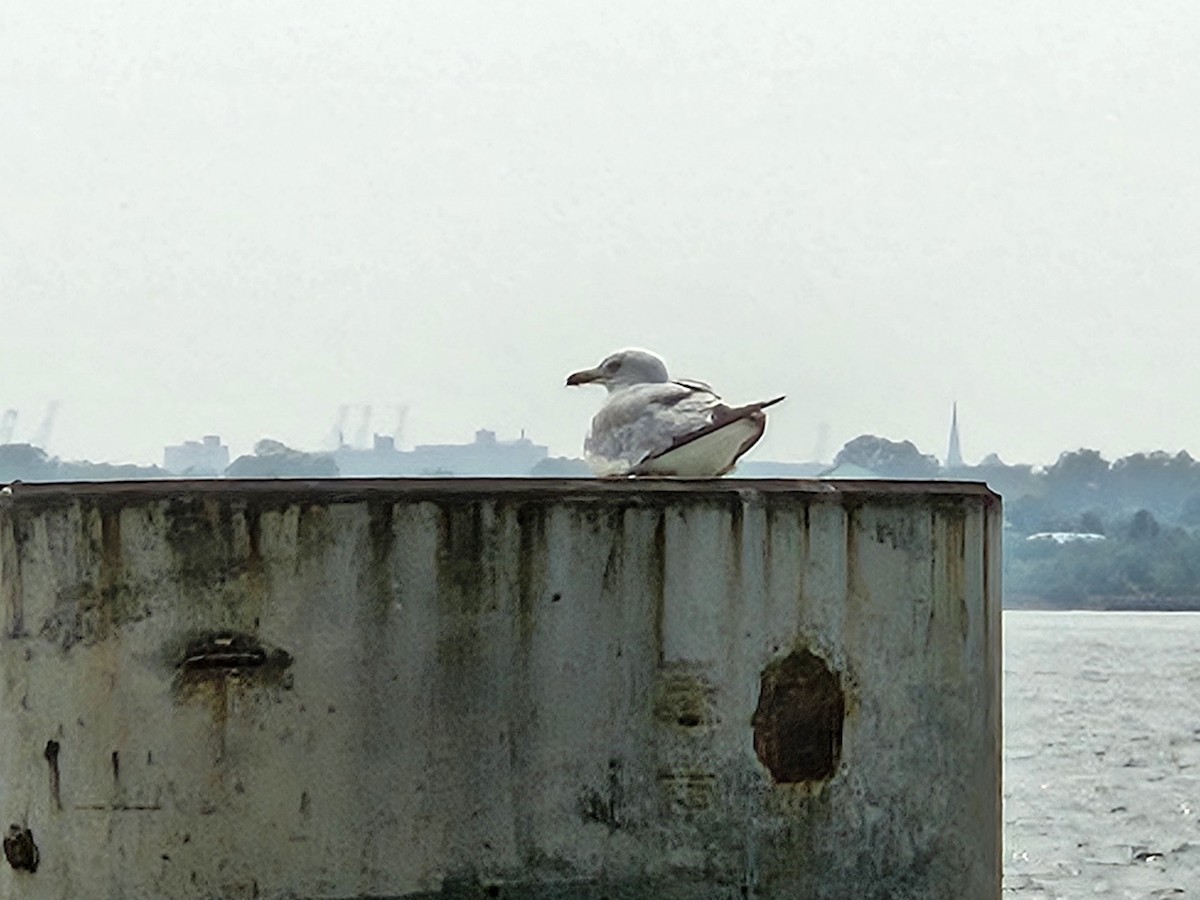 Ring-billed Gull - ML639879869