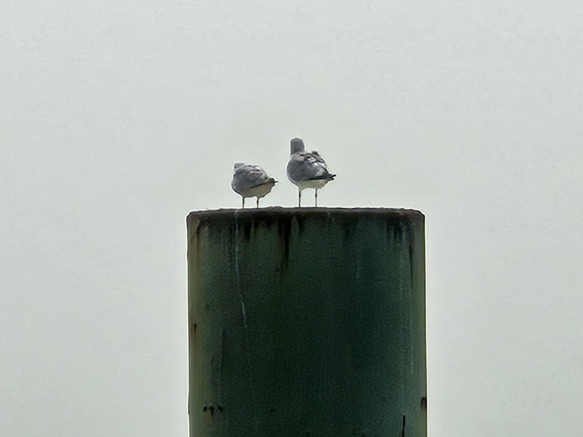 Ring-billed Gull - ML639879870