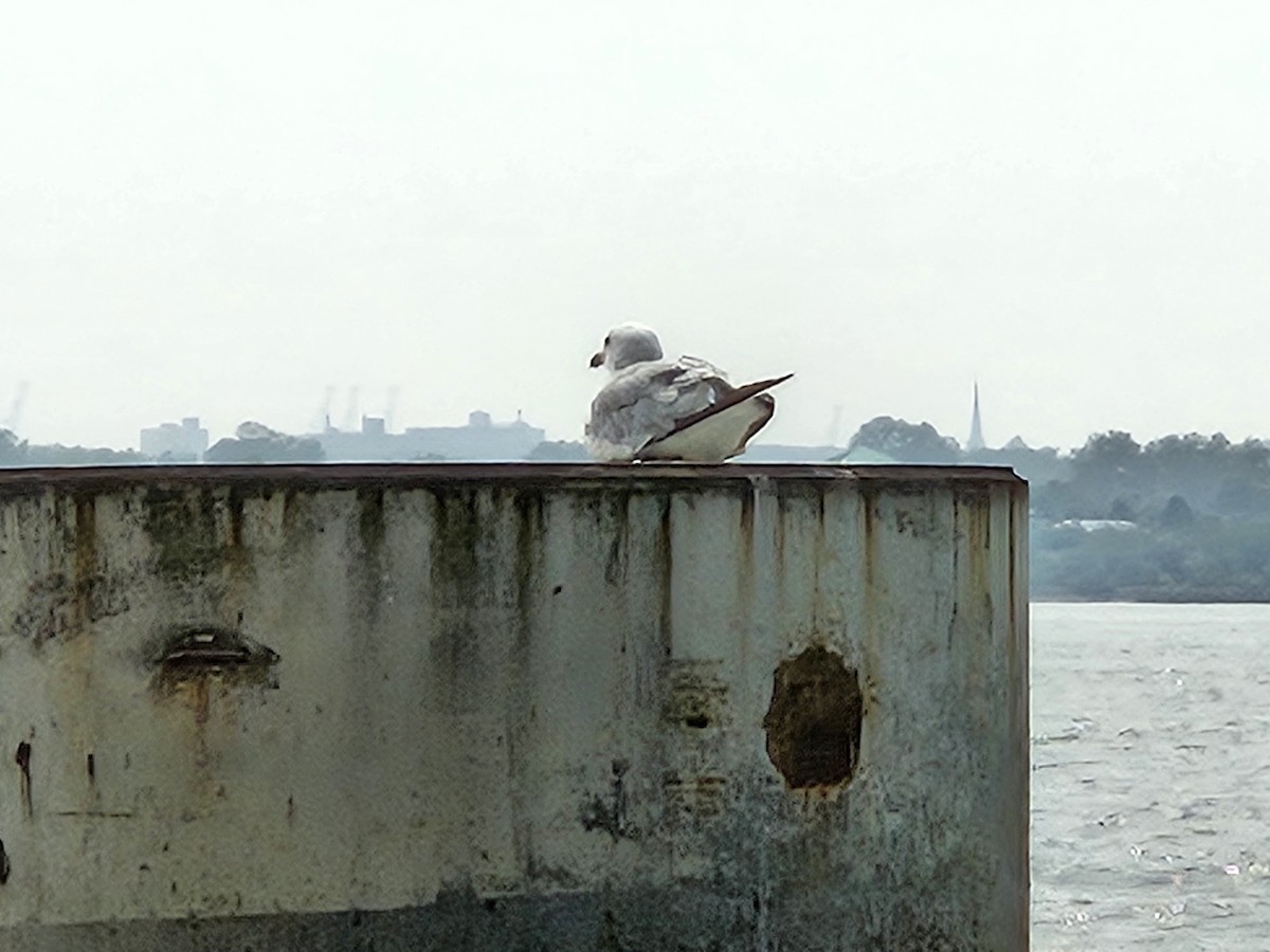 Ring-billed Gull - ML639879871