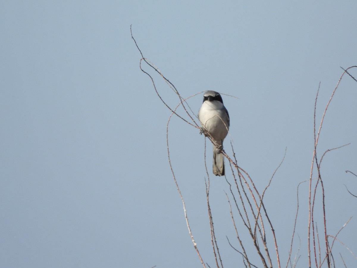 Loggerhead Shrike - ML639879886